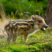 Le patient zéro # DJHAD #2 by Radio Pikez