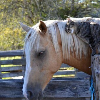 juancarpereira@gmail.com