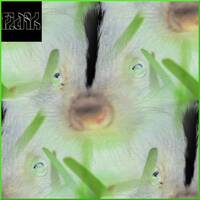 Flark - Square Skunker by flark
