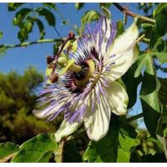 Mučenka Belas&aacute;