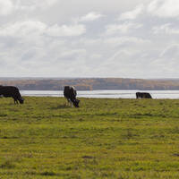 Pastoral plot - cows with bells on their neck by Notes on Sound