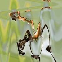 Ristretto by Gérard Delassus