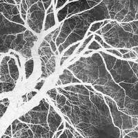 Neurons Branching by Mental Floss