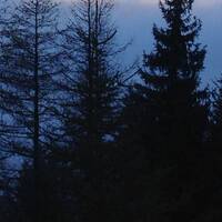 a forest The Cure electro ukulele cover by Cyril