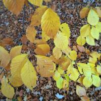 Giovanni Damico - Exclusive Nightflight Guest Mix - 01.12.14 by Tobias Koch - Nightflight - Radio FRITZ