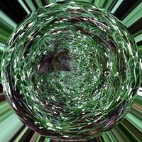 Perce-neige hybride by Gérard Delassus