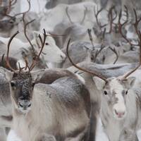 copernicus - greetings to reindeers by copernicus