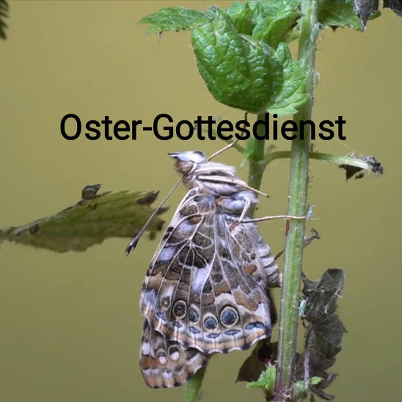 05.04.26 | Oster-Gottesdienst | Tanja Mühlan episode artwork