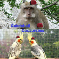 Bestiaire des Besties 38 - La callopsite et le macaque crabier by Bestiaire des Besties