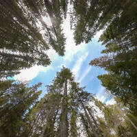 Raven and forest by Notes on Sound