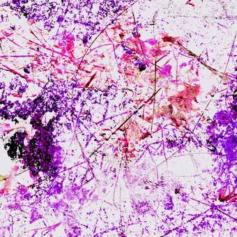 イザナイムラサキ