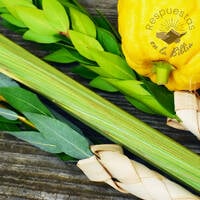 12. ¿Qué representan las 4 especies de Sukkot? | Respuestas en la Biblia by Kehila Camino a Emaus