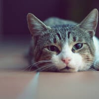 Gareth Emery Podcast 300 by Jackson Maring