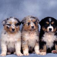 Le monde des chiens - 2020