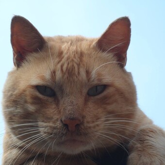 Miguel Laura Astopillo