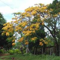 un ratito para tu by Hans Krauß