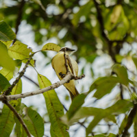 Pássaros e Cidade (Maraponga) by O POVO Online
