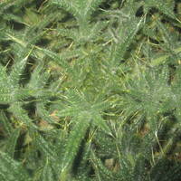 Pneumothorax - Top-A-Top Steppa [Raspberry Dub Version] by Pneumothorax