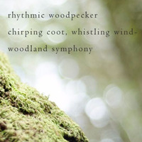 rhythmic woodpecker (Naviarhaiku125) by sevenism