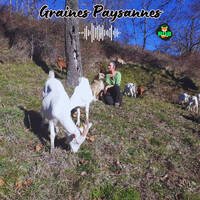 2024-04-01 GRAINES PAYSANNES - Lucie et Anthony Marchand, élevage caprin, porcin et châtaignes by RDB (rdbfm)