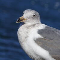 Honking Title Goes Here by NyxSix Supernova