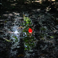 Homer Spinsome - Bring the Mud 2017 by Spinsome Entertainment