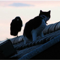 Shinobi - Cats and Ravens by Triton