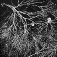 Fungal Filaments by Isa Wolff