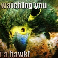 Hawk In The Sky ( Matt Suetenler Edit ).MP3 by Matt Suetenler
