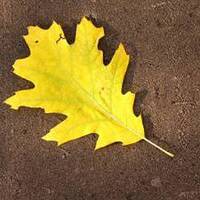 Gelbes Blatt by Kevin Morris