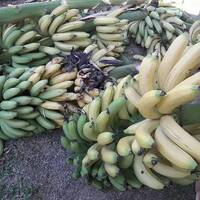 Bananeros pidieron una audiencia con Macri by LA NUEVA