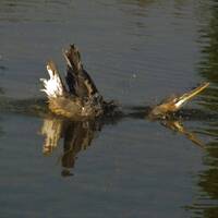 Millennial Things for Mildly Depressed Teens by NyxSix Supernova