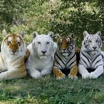 Alejandro Magno Ruso