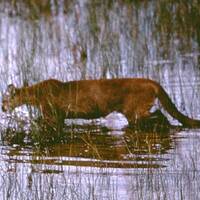 Karla Linn Merrifield - The Real Florida Flora and Fauna Sutra by Warriorpoets