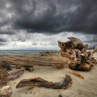 MODERDYE - DRIFTWOOD by number seven