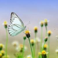 Mensch und Natur - Was wir von der Natur lernen können by Botschaften von SOLIA - Die Solia Channelings