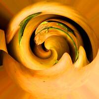 Coloquintes by Gérard Delassus