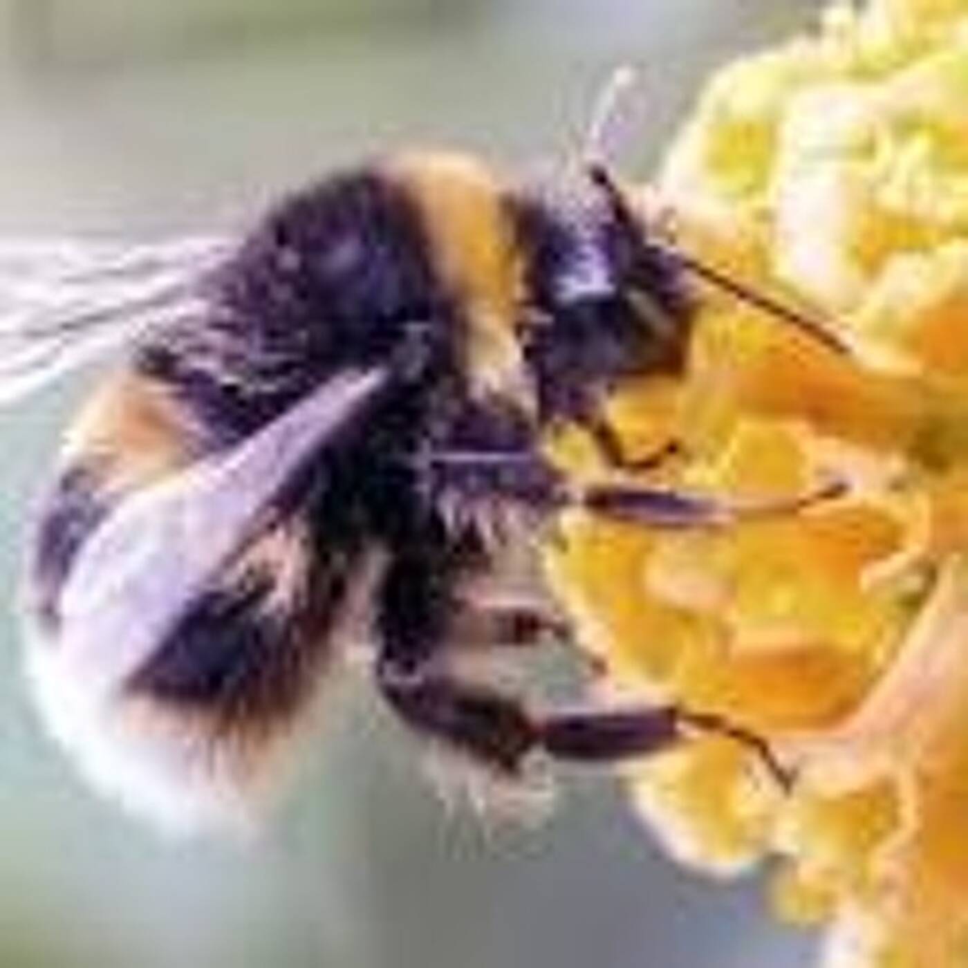Bumble Bee episode artwork