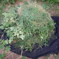 Wretched Ear Radio - Rose valley, May 2017