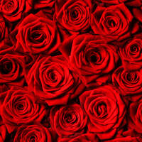 We Two - Our Selection by OTSO - On The Shoulders Of