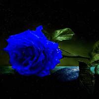 Something New IV - Rose Edition by DJ.Quiet