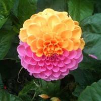 Other Noises #30 (8/11/18) - FLOWERS by Zero