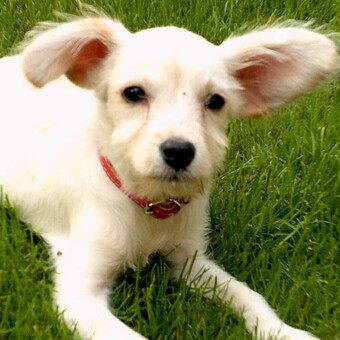 Věra Čepor&aacute;nov&aacute;