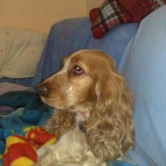 Daniel Alacreu Elvira