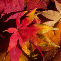 Tenrai - Deep Futuristic Roots #6 - Autumn Fallen Leafs by Tenrai