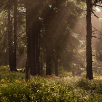 Gentle Light In The Forest ~KOMOREBI~ (Creative Commons) by MADARA