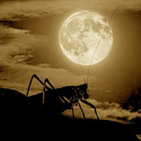 Stewart Walker -Moon Crickets REMIX by FrenkiDidzej