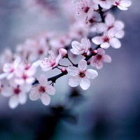 Kirschblüte by Mandarinrot
