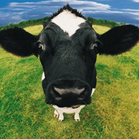 Victor M feat. Ruhn - Cow Rocker by Platonic Scale