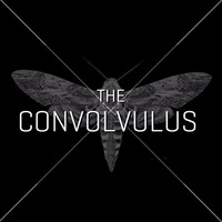 The Convolvulus (unsigned) by Snitch